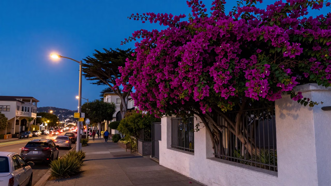 Golden Gate Park Evening Street Scene with Bougainvillea and Urban Life in in San Francisco, California, United States