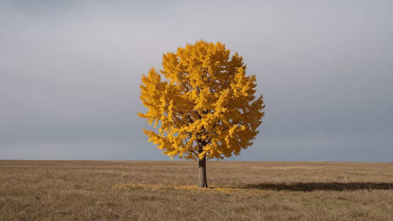 Golden Ginkgo in Saskatchewan Meadow in in a bloom-heavy meadow in Saskatchewan