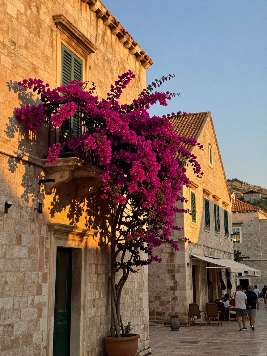 Golden Hour in Dubrovnik Croatia with Bougainvillea and Local Street Life in in Dubrovnik, Croatia
