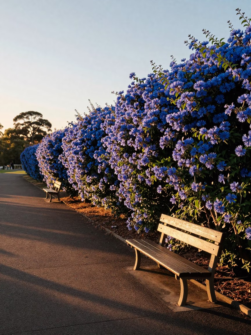 Golden Hour Light on Adelaide Parklands Plumbago Hedge and Park Bench in in Adelaide, South Australia, Australia