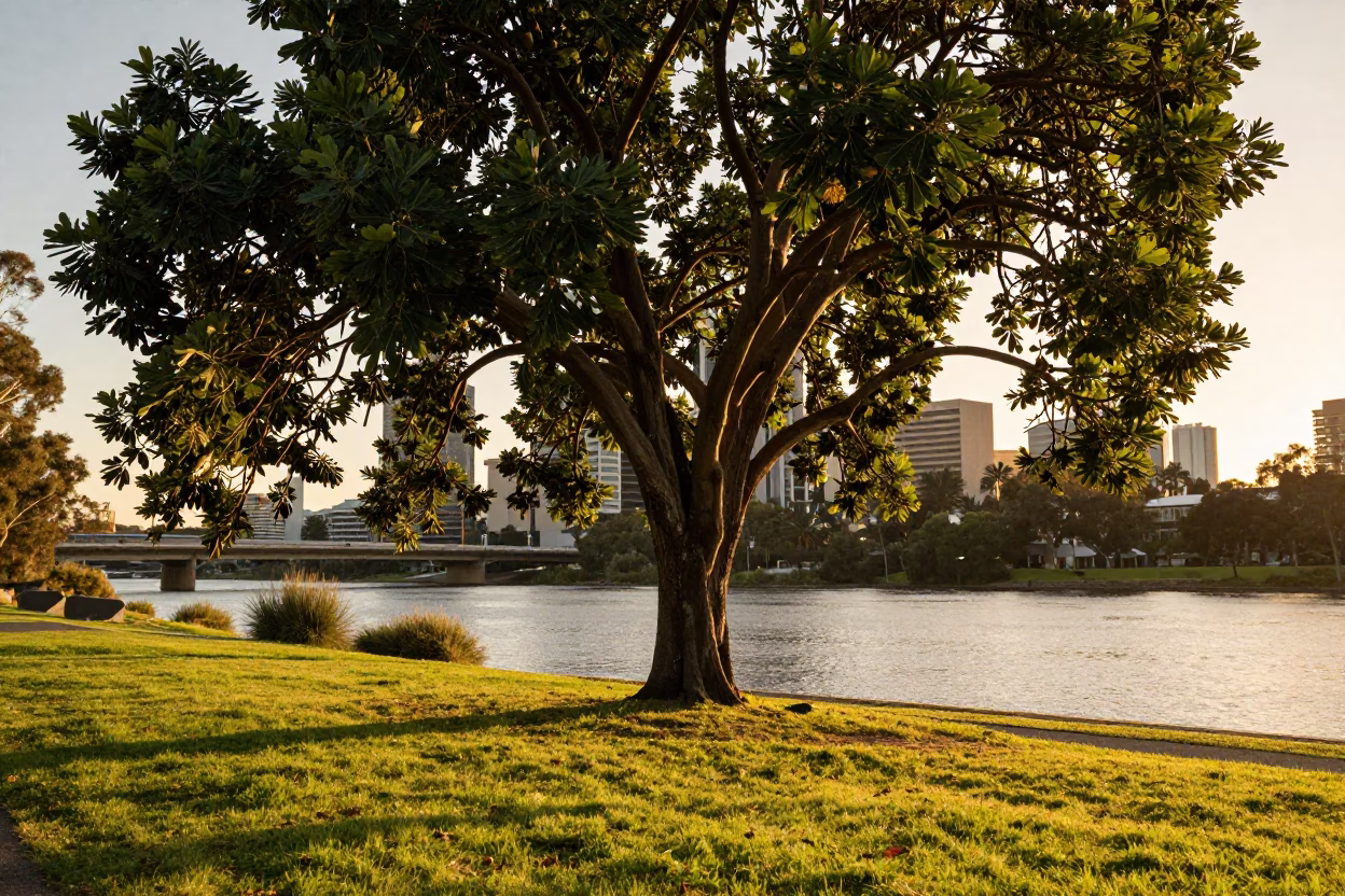 Golden Hour Light on Adelaide Riverbank with Fig Tree and Urban Skyline in in Adelaide, South Australia, Australia