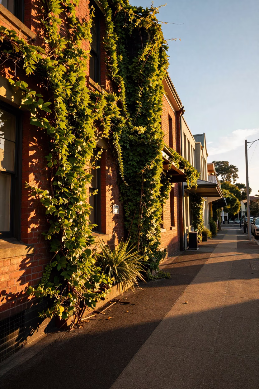Golden hour light spills across Adelaide terrace ivy and street scene in in Adelaide, South Australia, Australia
