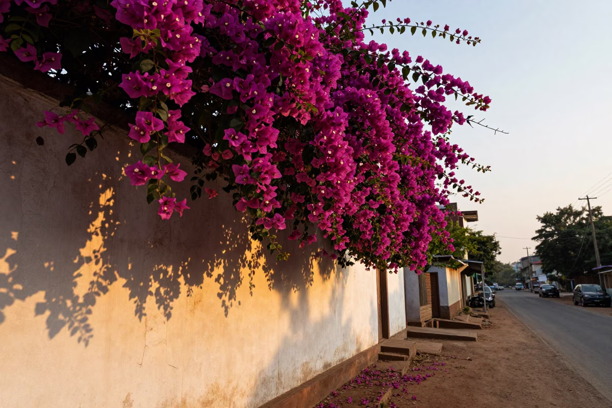 Golden Hour on Bougainvillea Cascade in Kochi in in Kochi, India