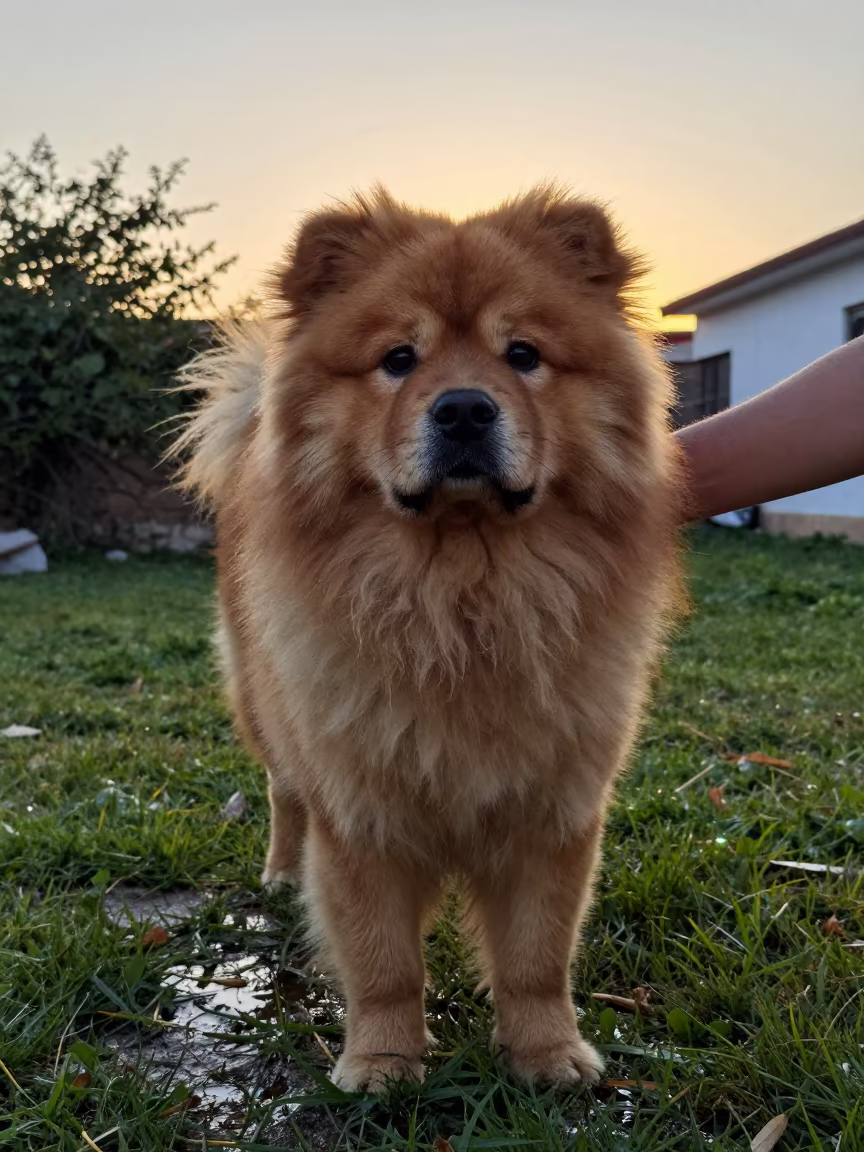 Golden Hour Portrait of Tibetan Mastiff in in a small yard with clipped grass, calm light, and the animal centered in frame near Antalya