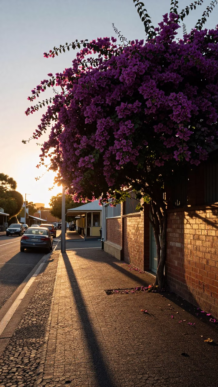 Golden hour street scene in Adelaide with bougainvillea and local life in in Adelaide, South Australia, Australia