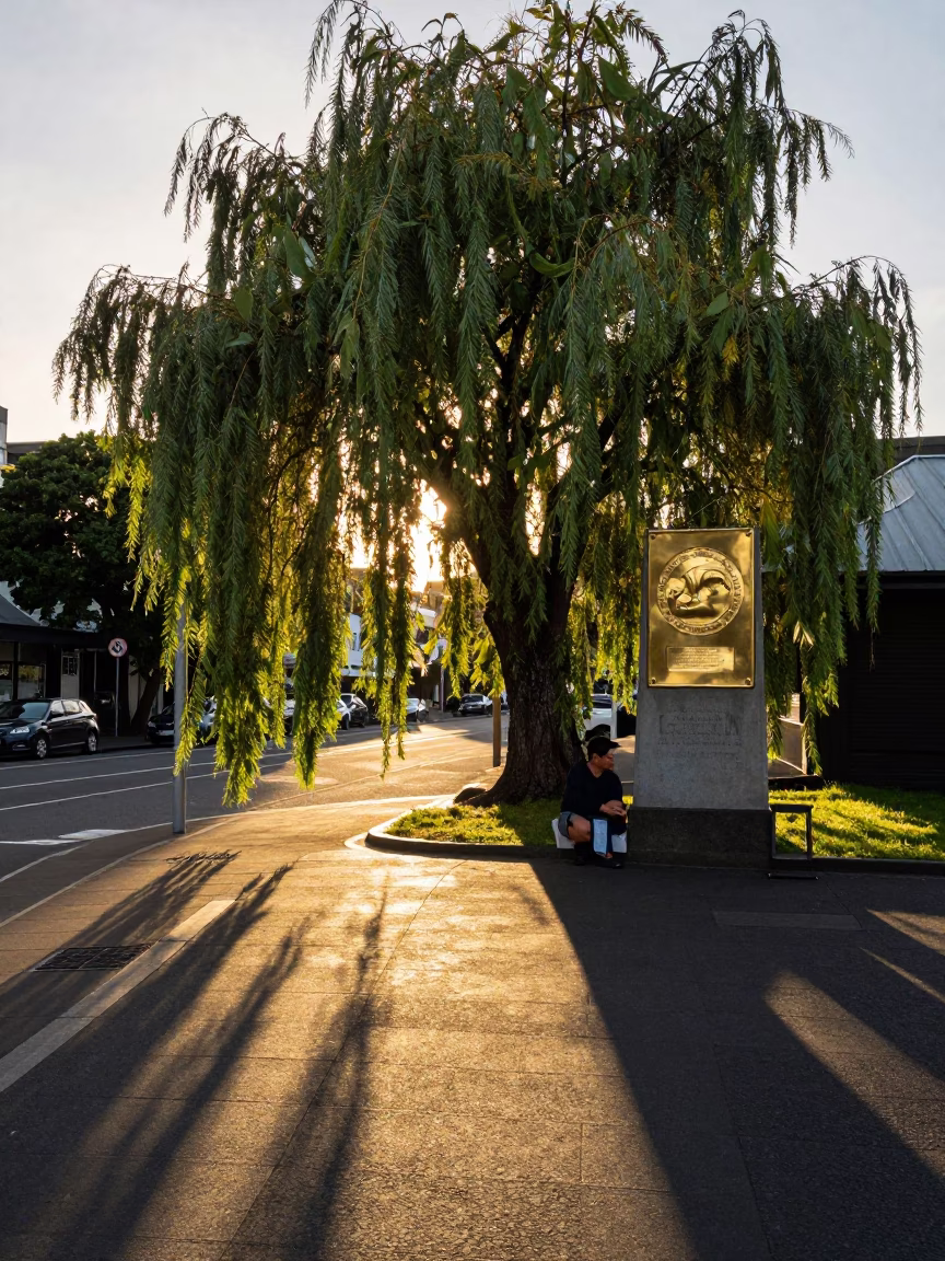Golden Hour Street Scene in Auckland New Zealand with Weeping Willow and Brass Plate in in Auckland, New Zealand