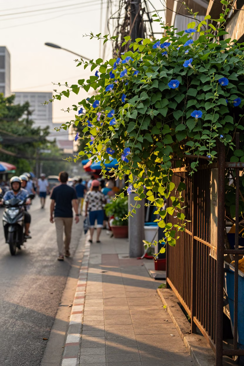 Golden Hour Street Scene in Bangkok Thailand with Morning Glory and Local Market Activity in in Bangkok, Thailand