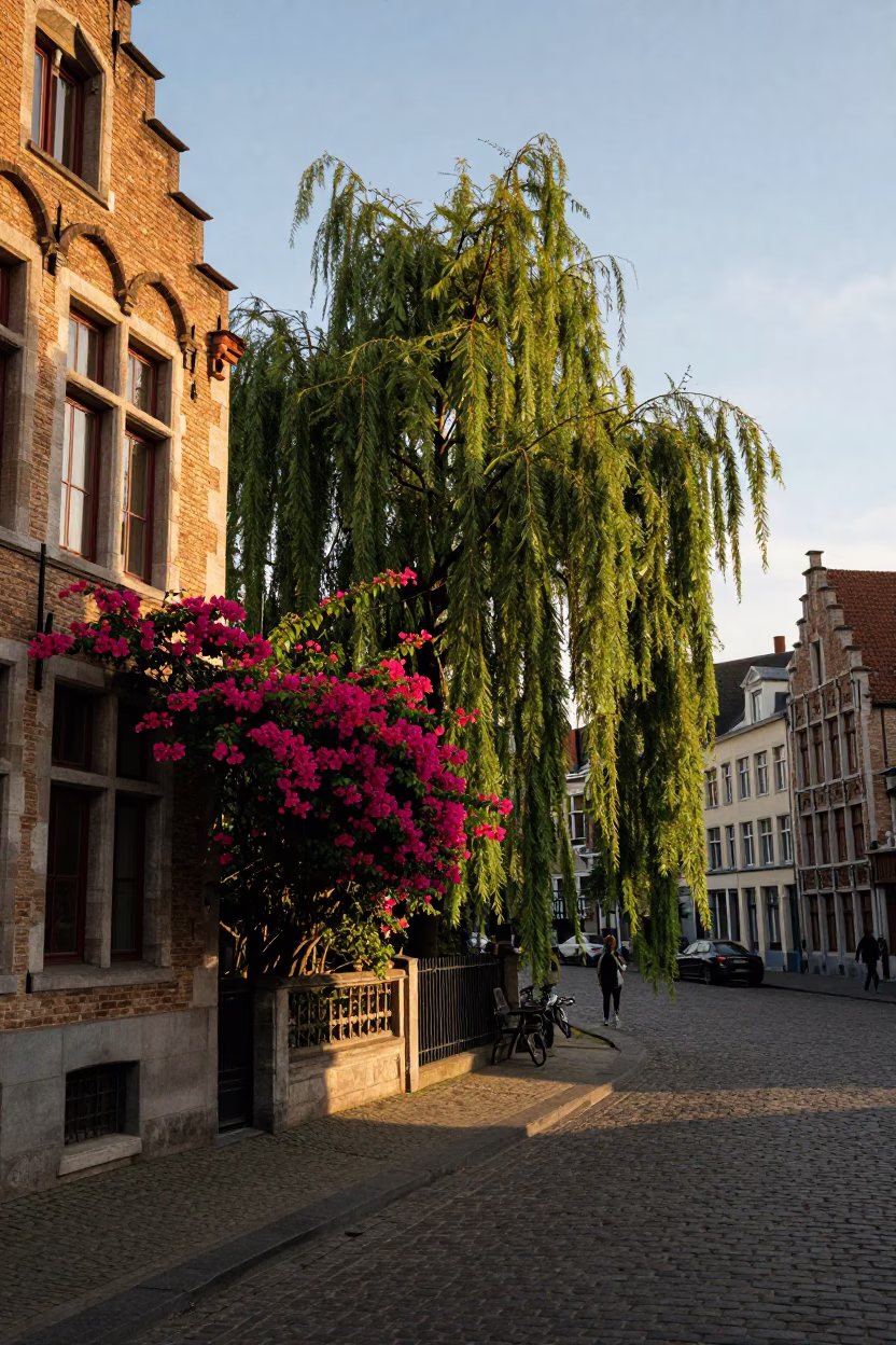Golden Hour Street Scene in Brussels Belgium with Weeping Willow and Bougainvillea in in Brussels, Belgium