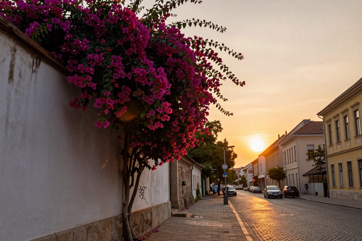 Golden Hour Street Scene in Budapest Hungary with Bougainvillea and Local Life in in Budapest, Hungary
