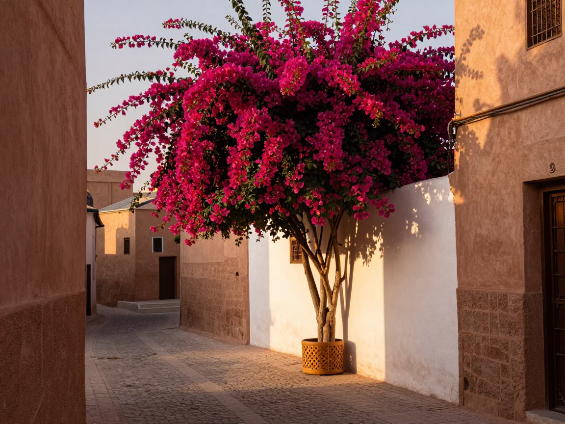 Golden Hour Street Scene in Fez Morocco With Bougainvillea And Peg Basket in in Fez, Morocco