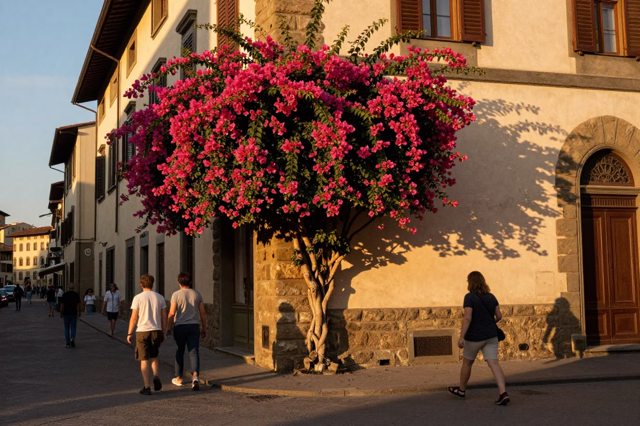 Golden Hour Street Scene in Florence Italy with Bougainvillea and Local Pedestrians in in Florence, Italy