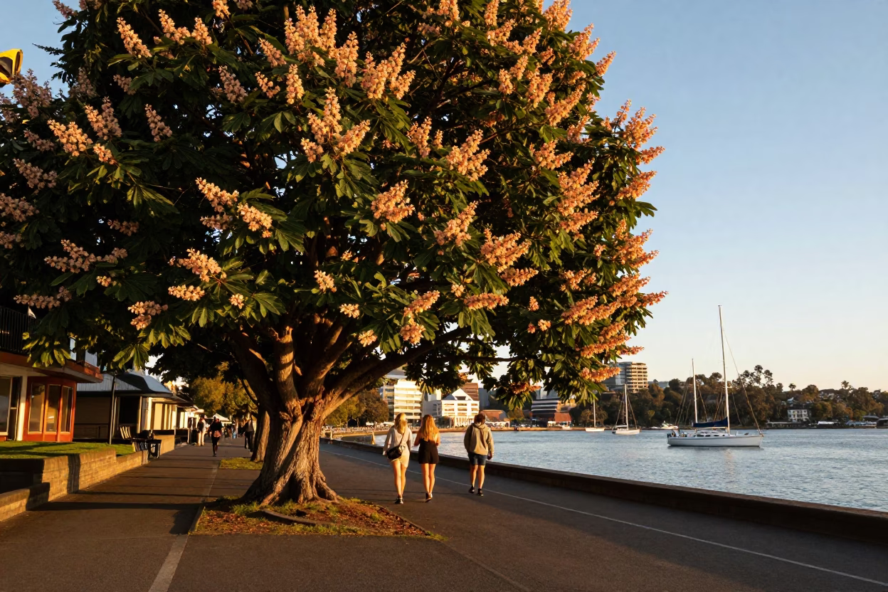 Golden Hour Street Scene in Hobart Tasmania with Chestnut Tree and Sailboats in in Hobart, Tasmania, Australia