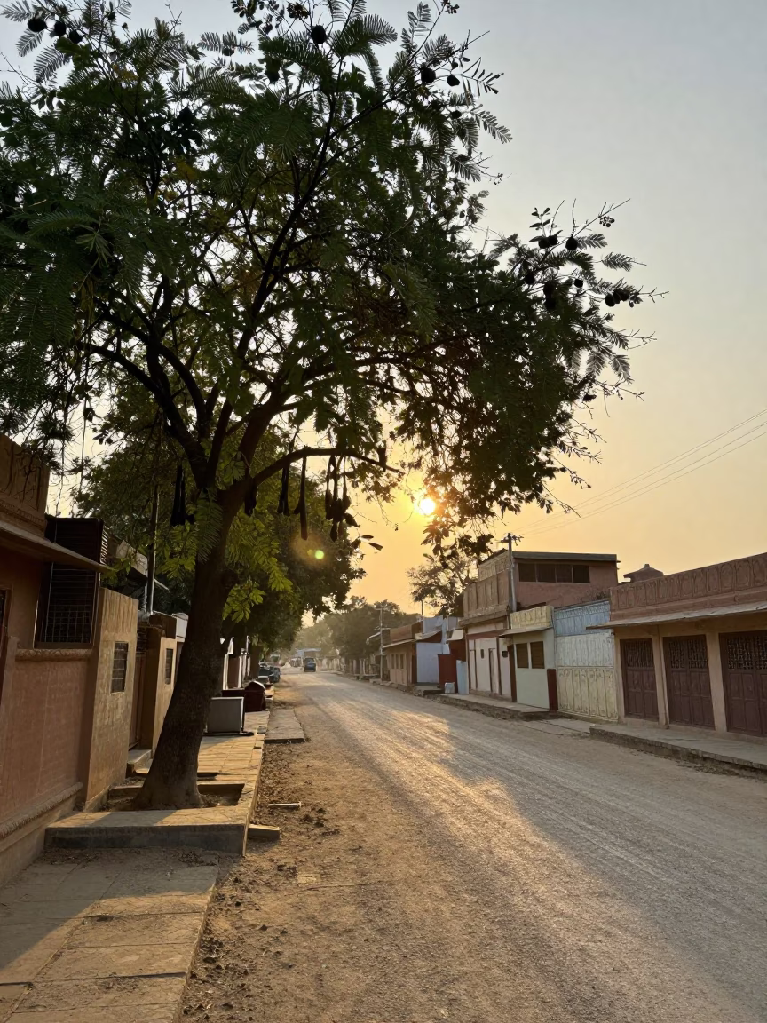 Golden Hour Street Scene in Jaipur India with Tamarind Tree and Construction in in Jaipur, India
