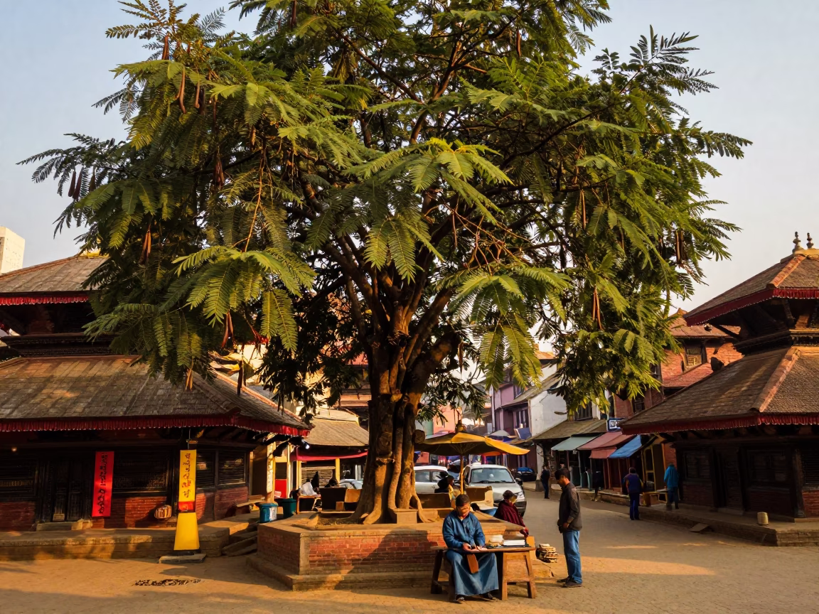 Golden Hour Street Scene in Kathmandu Nepal with Tamarind Tree and Local Vendor in in Kathmandu, Nepal