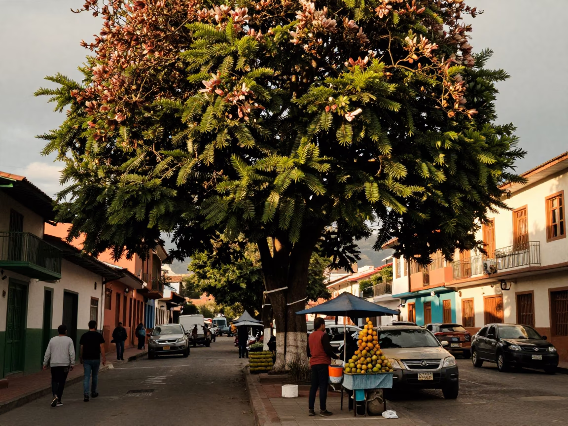 Golden Hour Street Scene in Medellin Colombia with Magnolia Tree and Fruit Vendor in in Medellin, Colombia