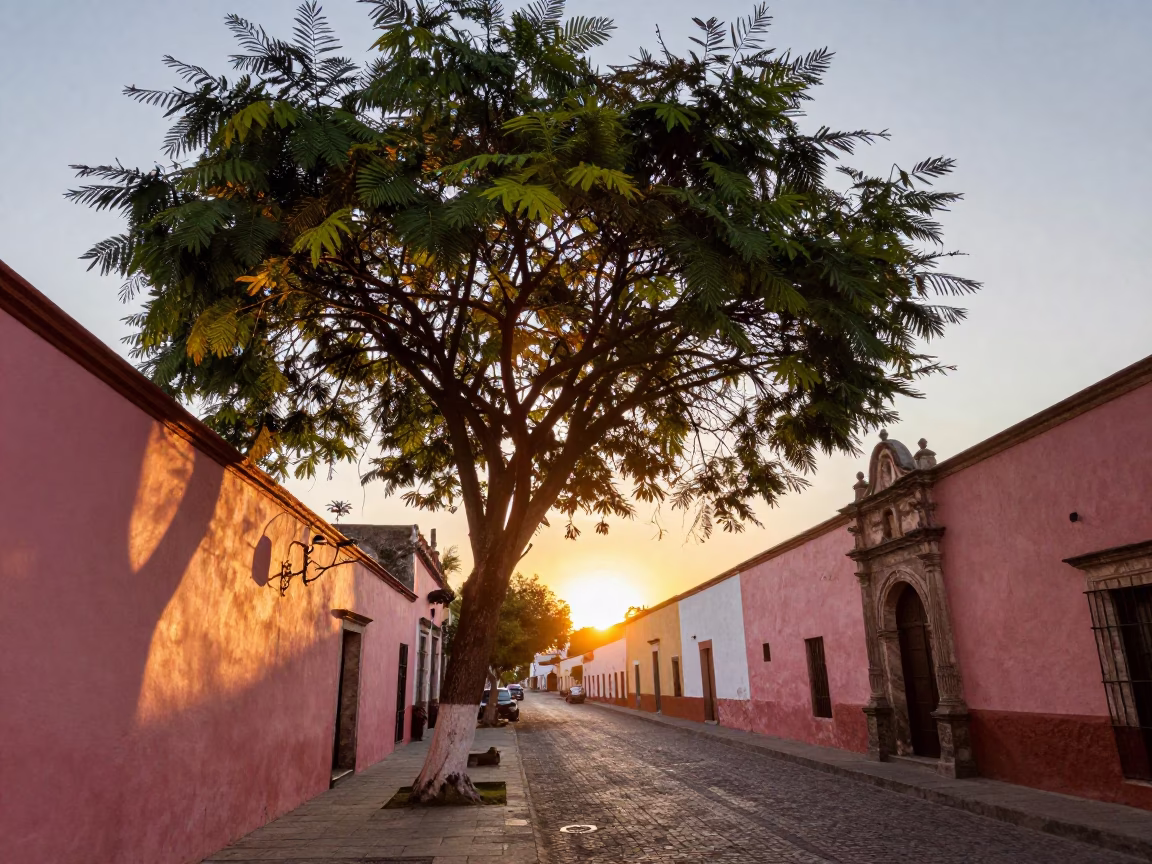 Golden Hour Street Scene in Merida Mexico with Tamarind Tree and Vintage Motorcycle in in Merida, Mexico