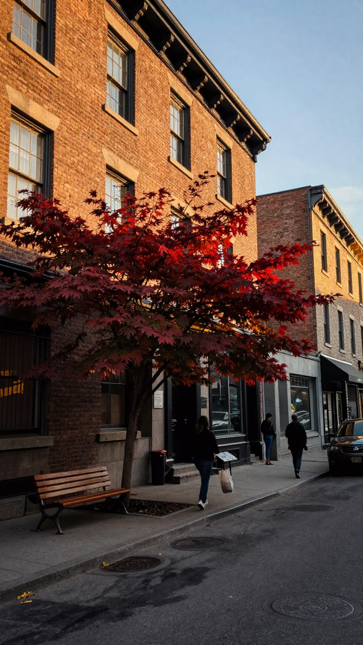 Golden Hour Street Scene in Montreal Quebec Canada with Japanese Maple and Heirloom Key in in Montreal, Quebec, Canada