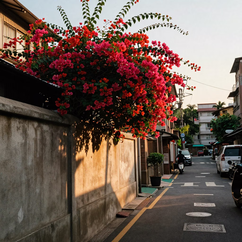 Golden Hour Street Scene in Taipei with Bougainvillea and Daily Life in in Taipei, Taiwan