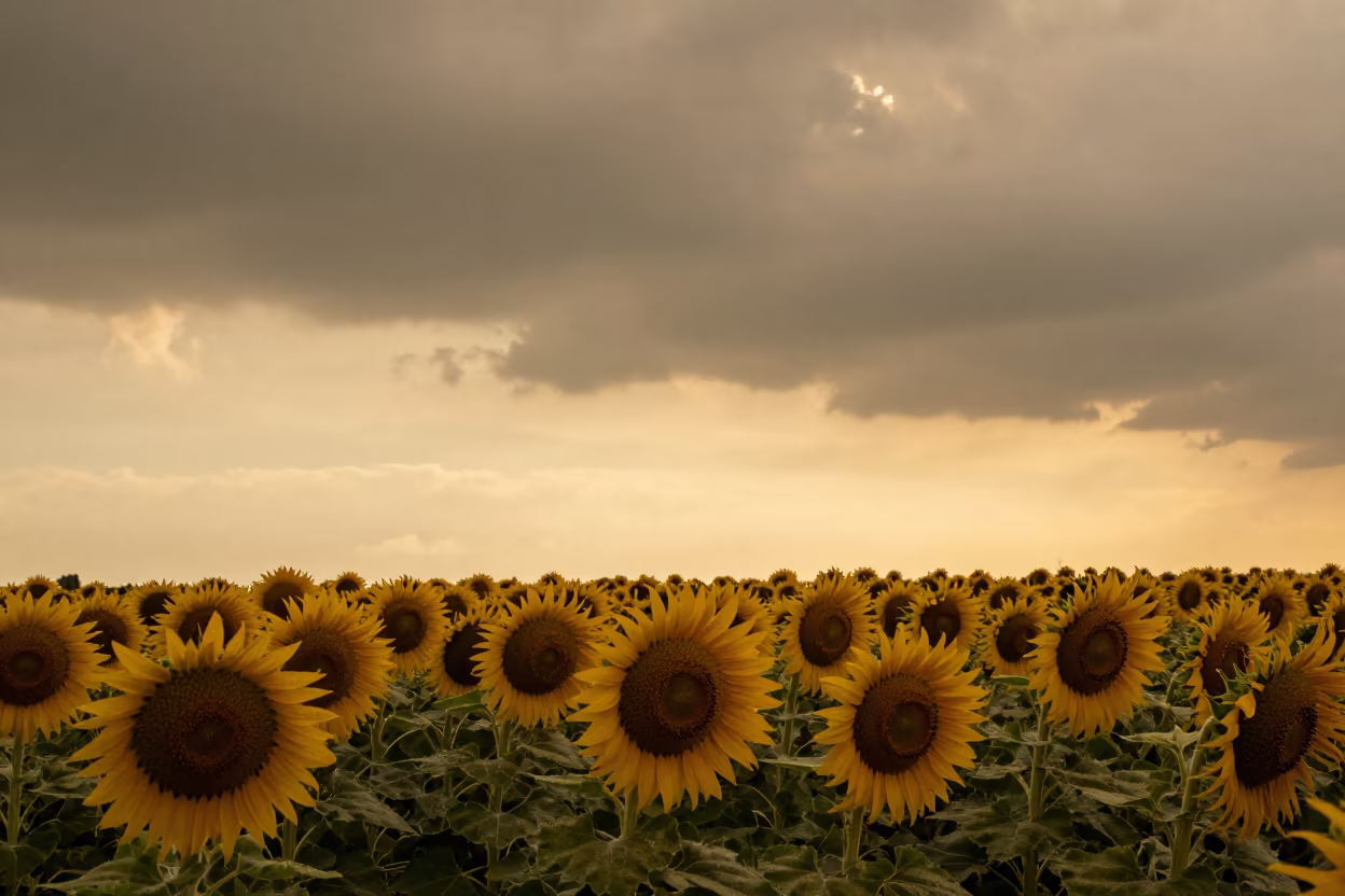 Golden Hour Sunflowers Near Messina in near Messina