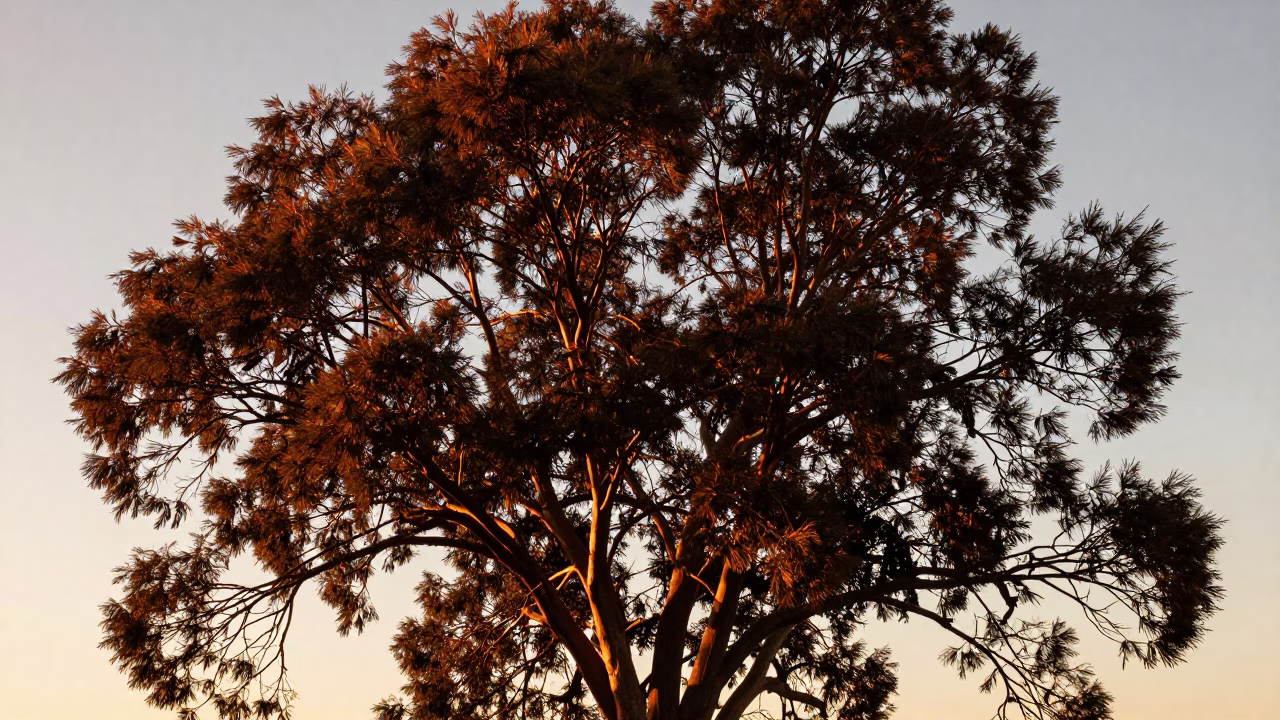 Golden Hour Sunset Light on Copper Beech Tree in Hobart Parkland Tasmania in in Hobart, Tasmania, Australia