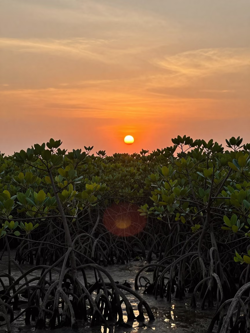 Golden Hour Sunset Over Phuket Thailand Mangrove Swamp Tangled Roots and Cable Car in in Phuket, Thailand