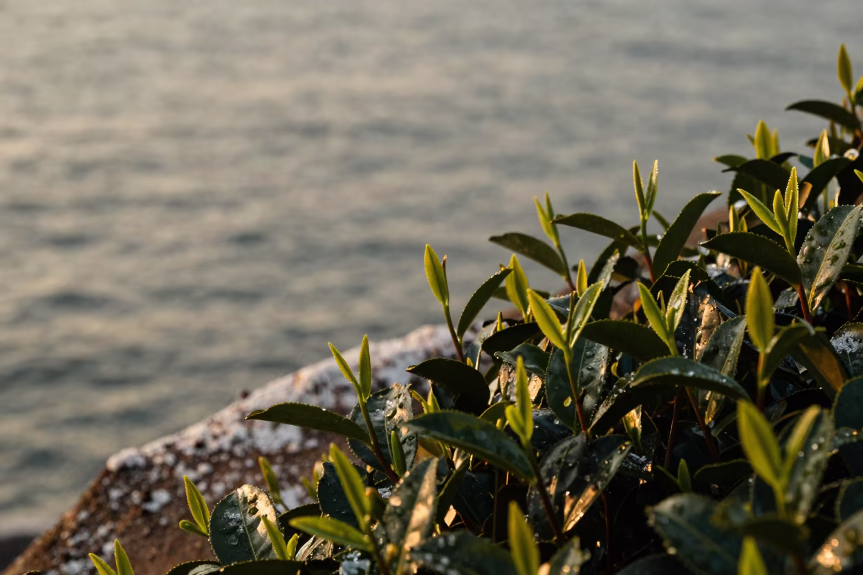Golden Hour Tea Bush on Wenzhou Cliff Edge in along a salt-sprayed cliff edge near Wenzhou