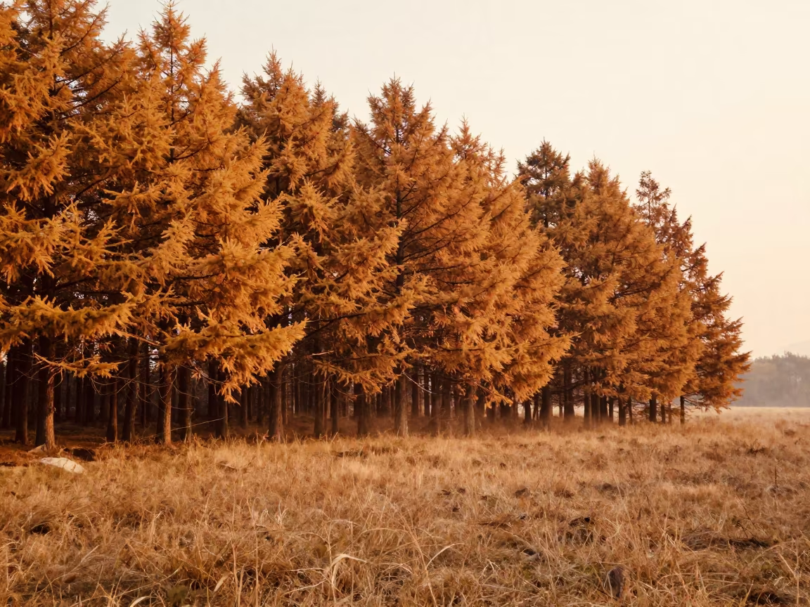 Golden Larch Grove in Hangzhou Meadow in in a bloom-heavy meadow near Hangzhou