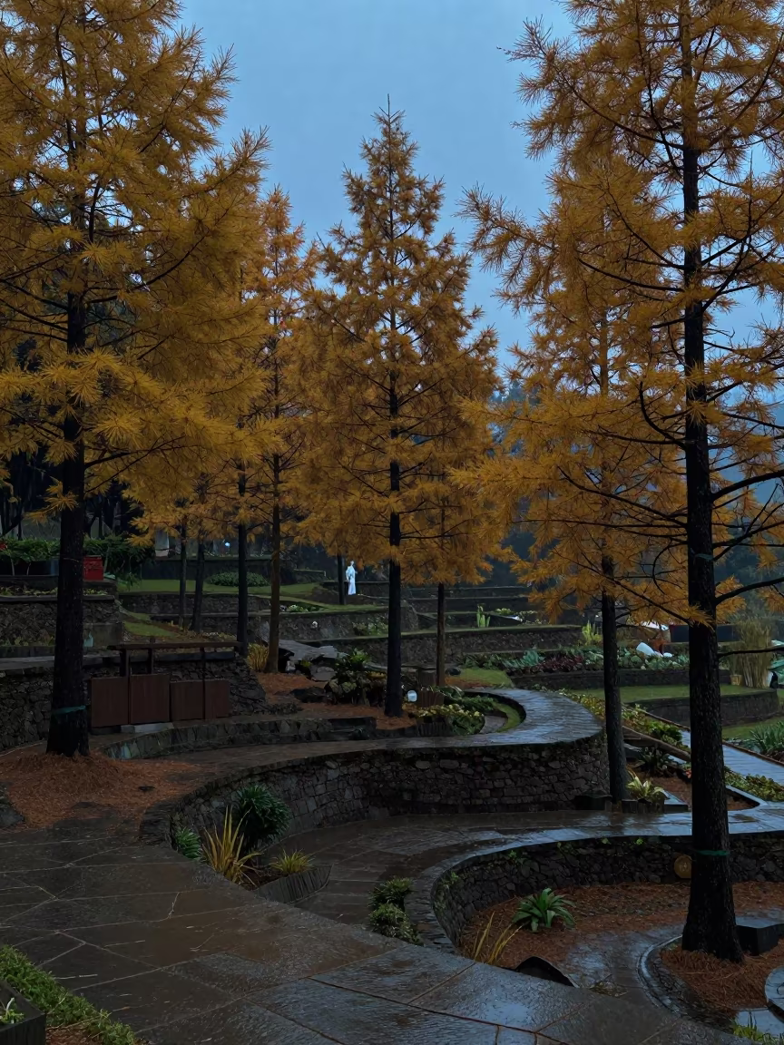 Golden Larch Grove Silhouetted in Indigo Twilight in among terraced garden plots in Indonesia