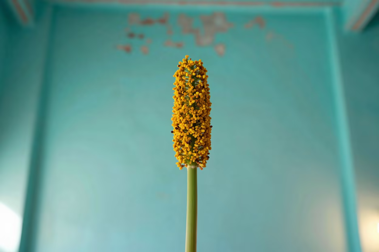 Golden Pollen on Pistil Near Bikaner in against weathered turquoise paint near Bikaner