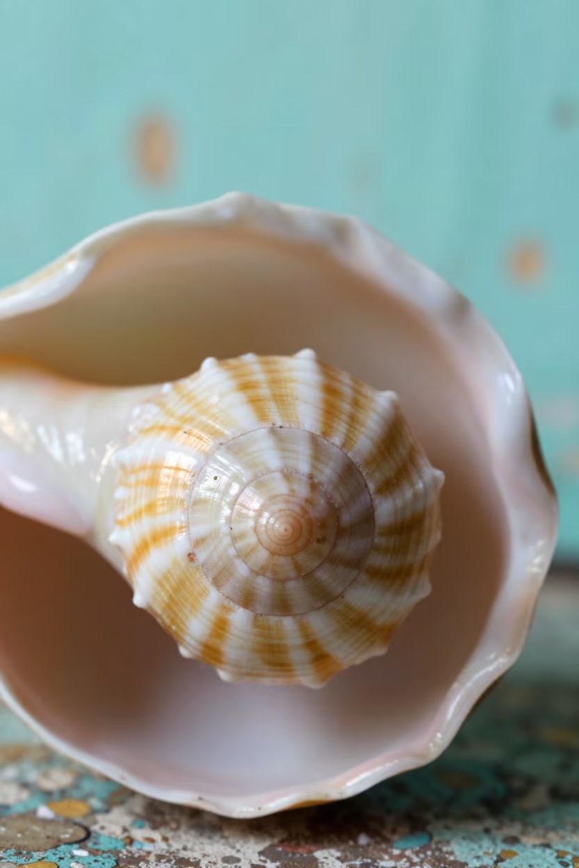 Golden Ratio Seashell Spiral Macro Detail in against weathered turquoise paint near Chilpancingo de los Bravo