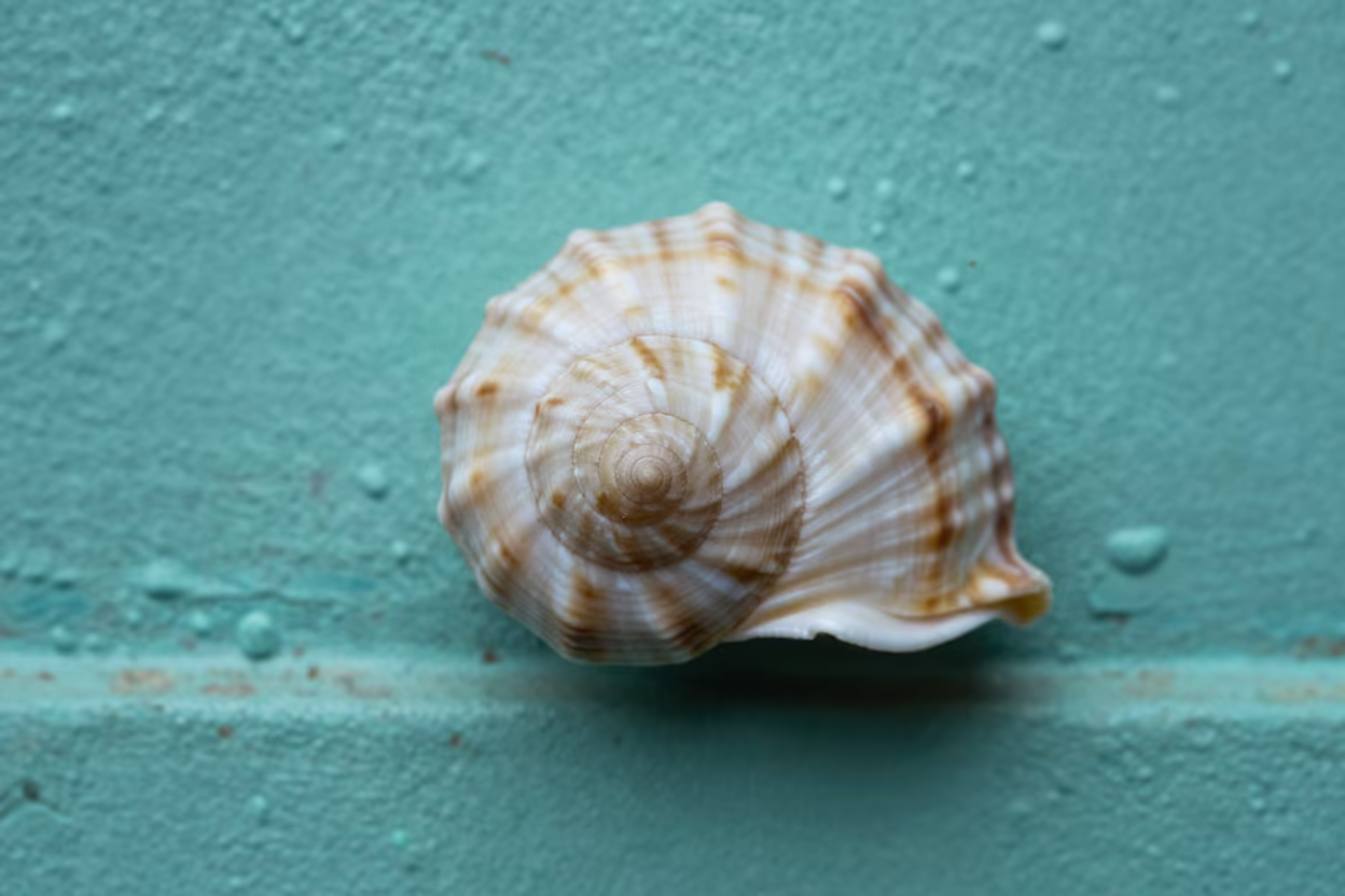 Golden Ratio Seashell Spiral on Turquoise in against weathered turquoise paint in Yangon