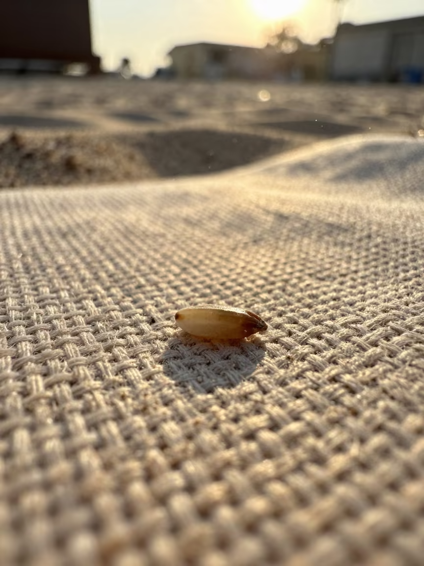Golden Sand Grain on Linen Sunset in against woven linen fibers in Karangahape Road, Auckland
