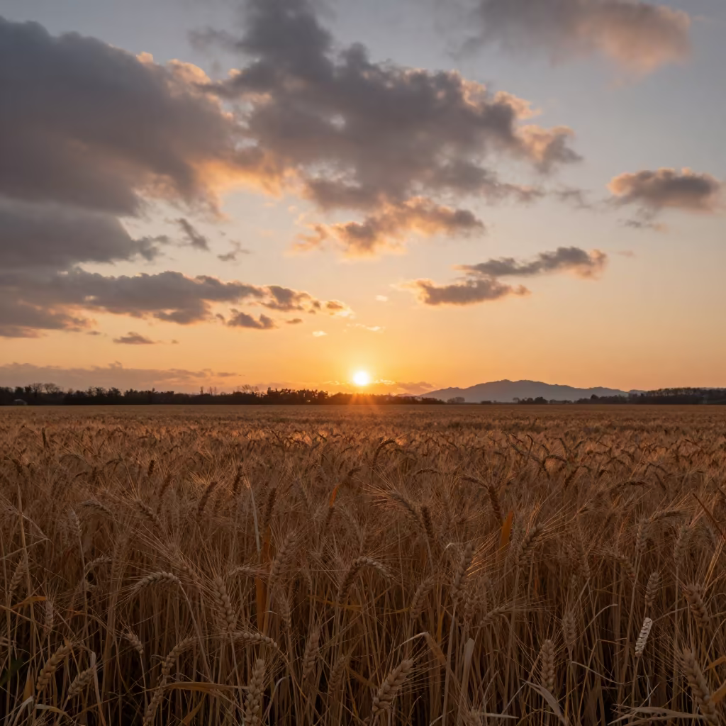 Golden Wheat Field in Tohoku Sunset in in Tohoku