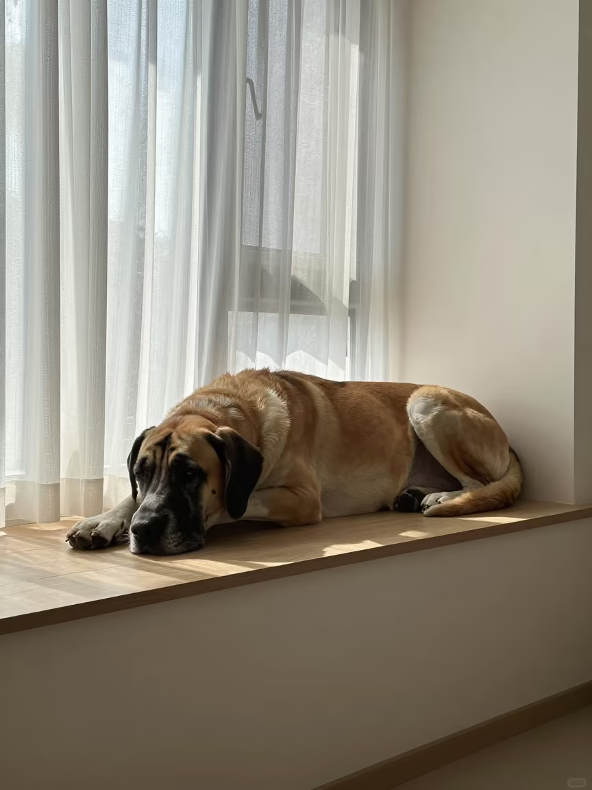 Great Dane Resting on Window Seat in Xian Apartment in on a window seat in a quiet apartment with soft side light in Xian
