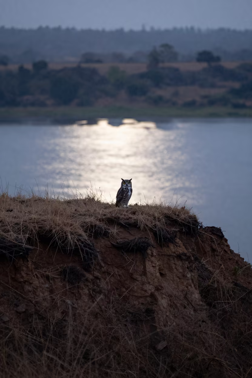 Great Horned Owl Perched on Wind-Scoured Ridge at Dusk in on a wind-scoured ridge near Kumasi
