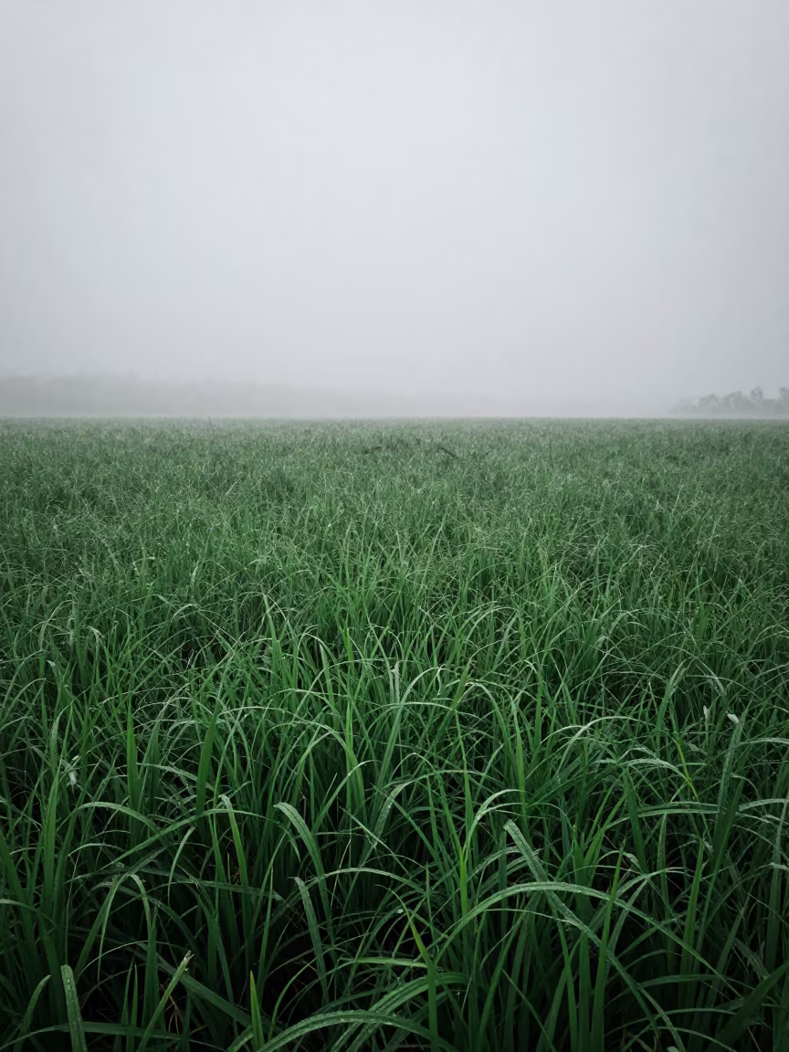 Green Field Under Hail and Marine Fog in through low marine fog in Indonesia