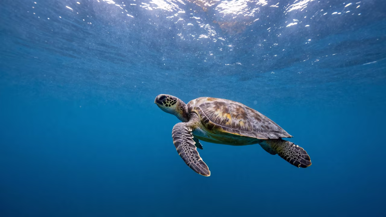 Green Sea Turtle Ascending Through Sunlit Volcanic Waters in beside a volcanic drop-off in Philippines