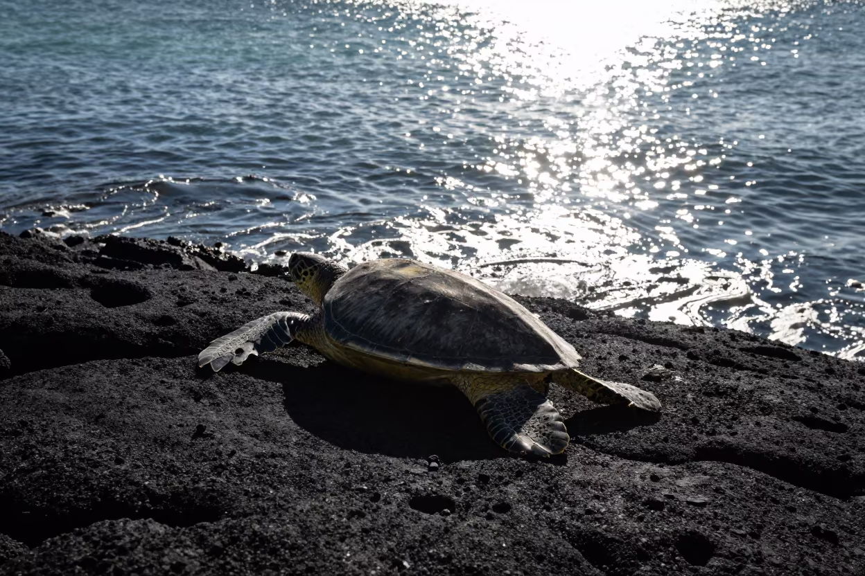 Green Sea Turtle Silhouette on Volcanic Beach in beside a volcanic drop-off near Britomart, Auckland