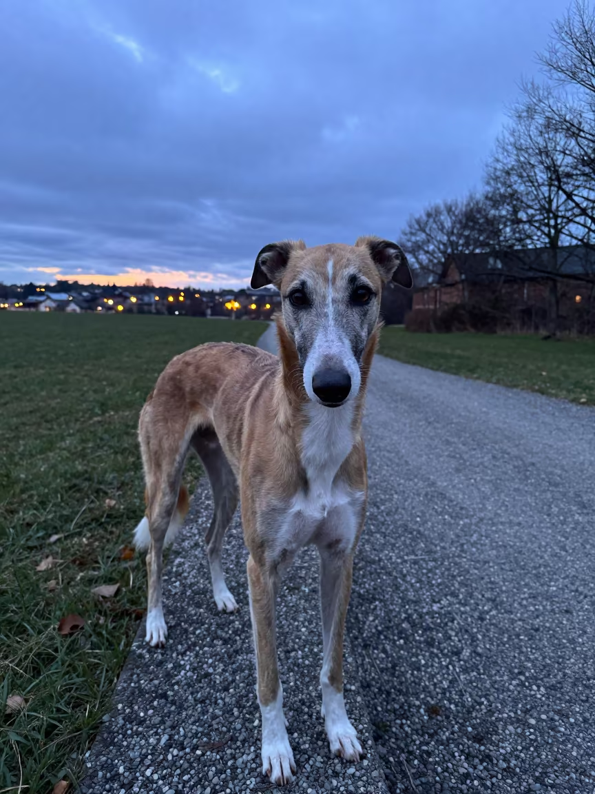 Greyhound Coat Texture Twilight Park Bonon in along a quiet park path with soft open shade and a clean background in Bonon