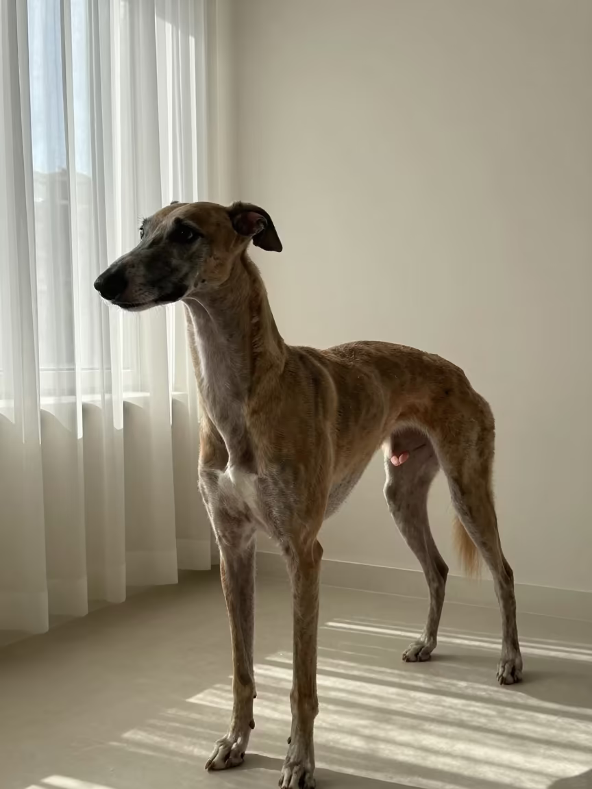 Greyhound Portrait Beside Plaster Wall in Konya in beside a plain plaster wall in soft indoor light with the animal centered in frame in Konya