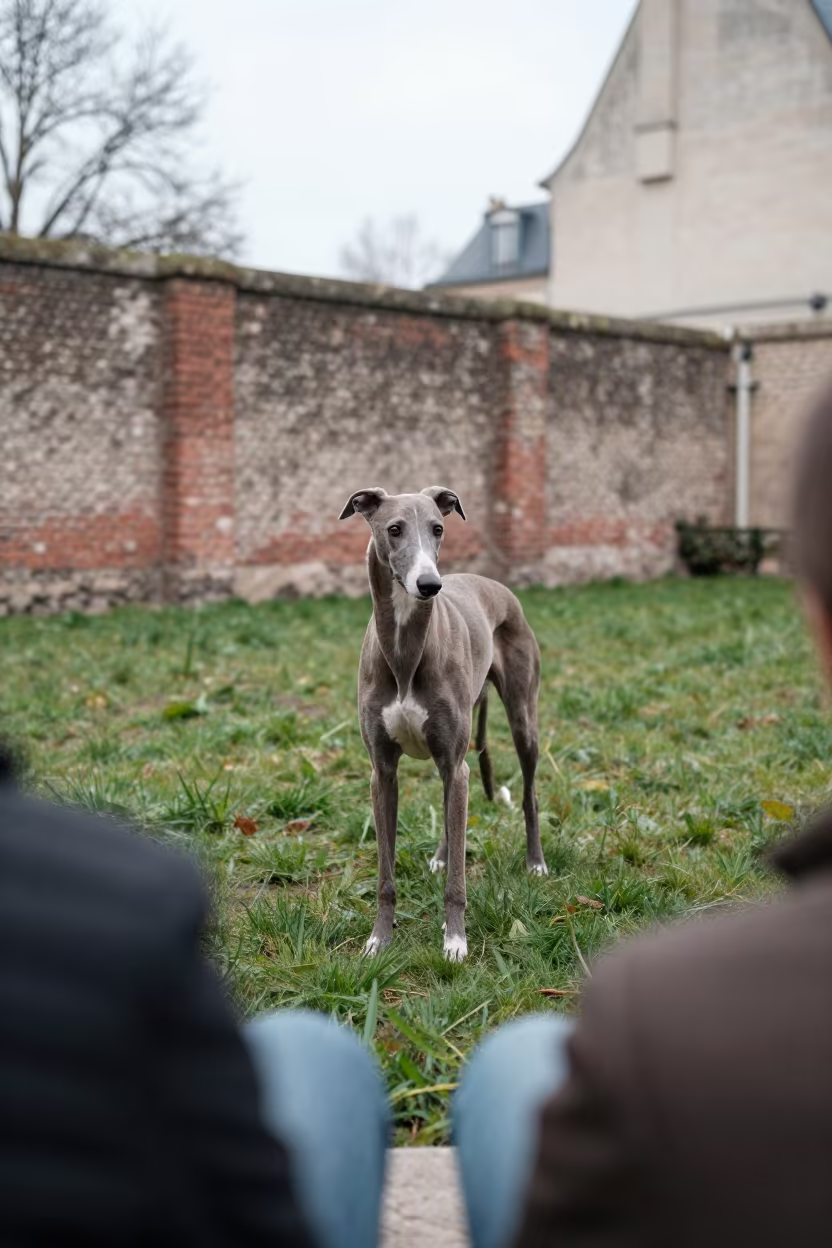 Greyhound Portrait in Latin Quarter Yard in in a small yard with clipped grass, calm light, and the animal centered in frame in Latin Quarter, Paris