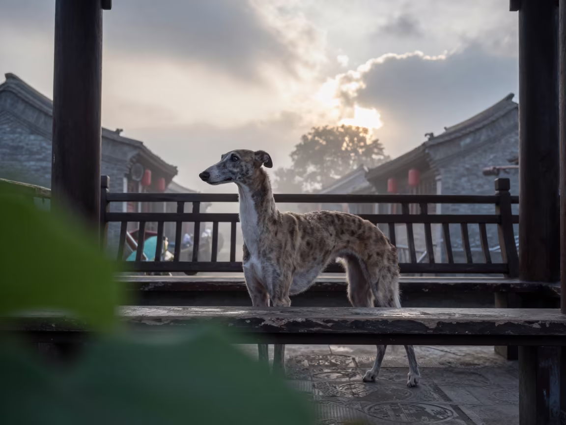 Greyhound Portrait on Nanluoguxiang Porch at Dawn in on a shaded front porch with boards, railings, and eye-level framing in Nanluoguxiang, Beijing