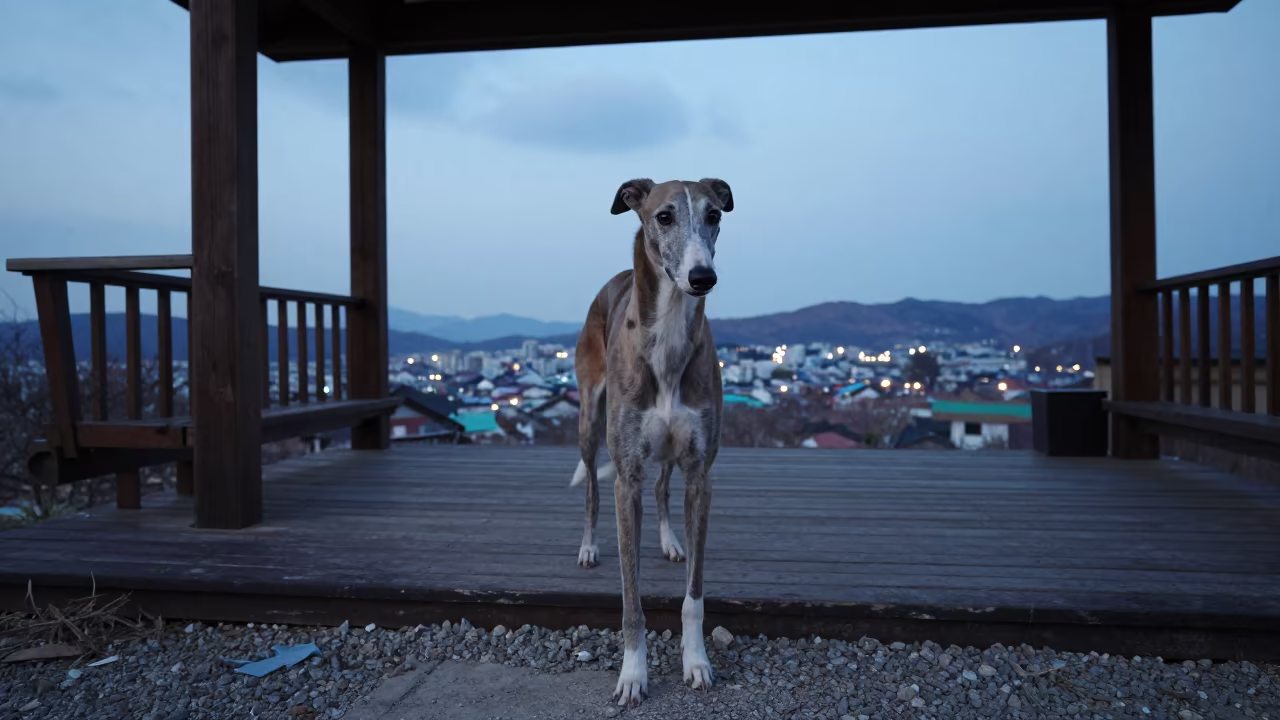 Greyhound Portrait on Shaded Daegu Porch in on a shaded front porch with boards, railings, and eye-level framing near Daegu