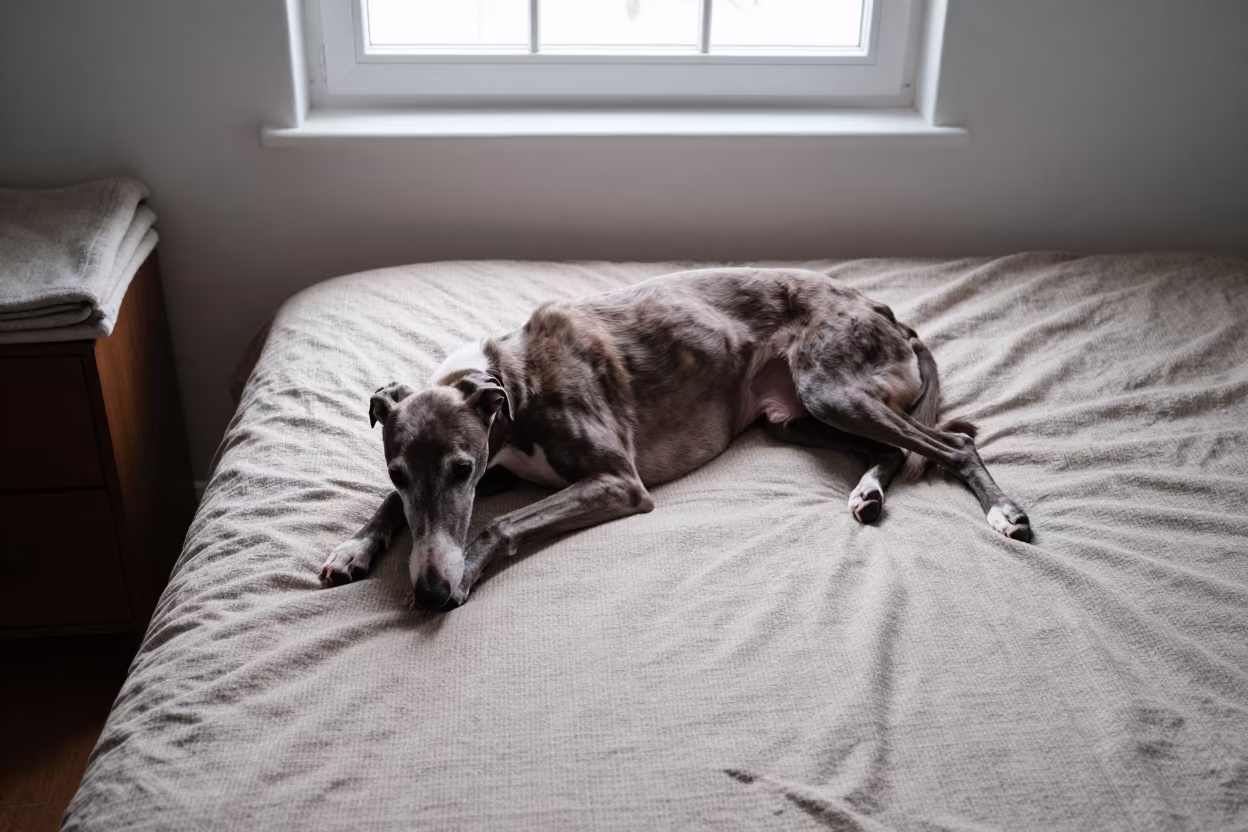 Greyhound Resting on Bedspread in Winter Light in on a bedspread near a bright window with calm indoor light in Bamberg