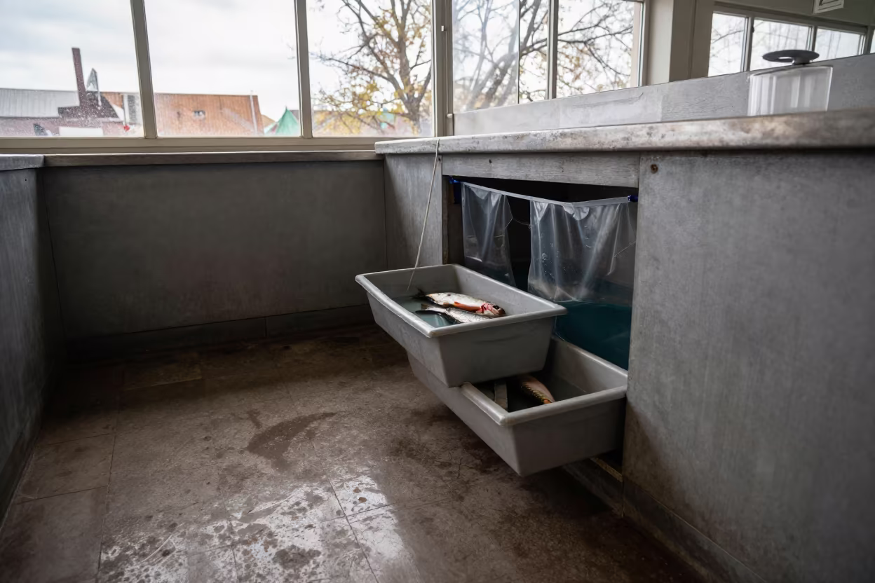 Grooming Muzzle Drawer Late Afternoon Kazan in inside a fish bagging counter zone near Kazan