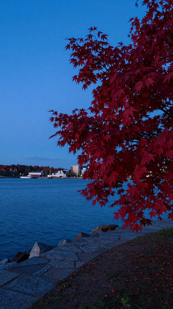 Halifax Evening Blue Light Japanese Maple Near Waterfront Promenade in in Halifax, Nova Scotia, Canada