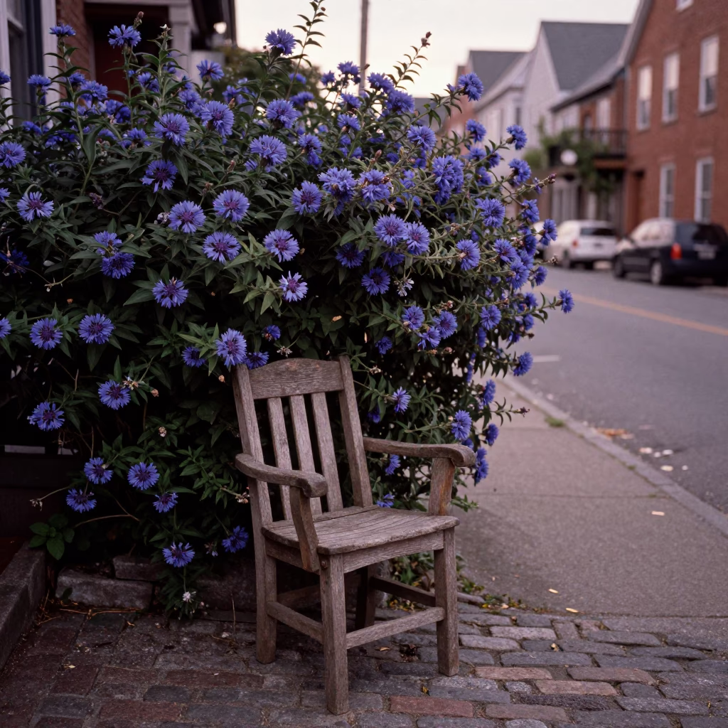 Halifax Nova Scotia street scene with plumbago hedge and chair in copper dusk light in in Halifax, Nova Scotia, Canada