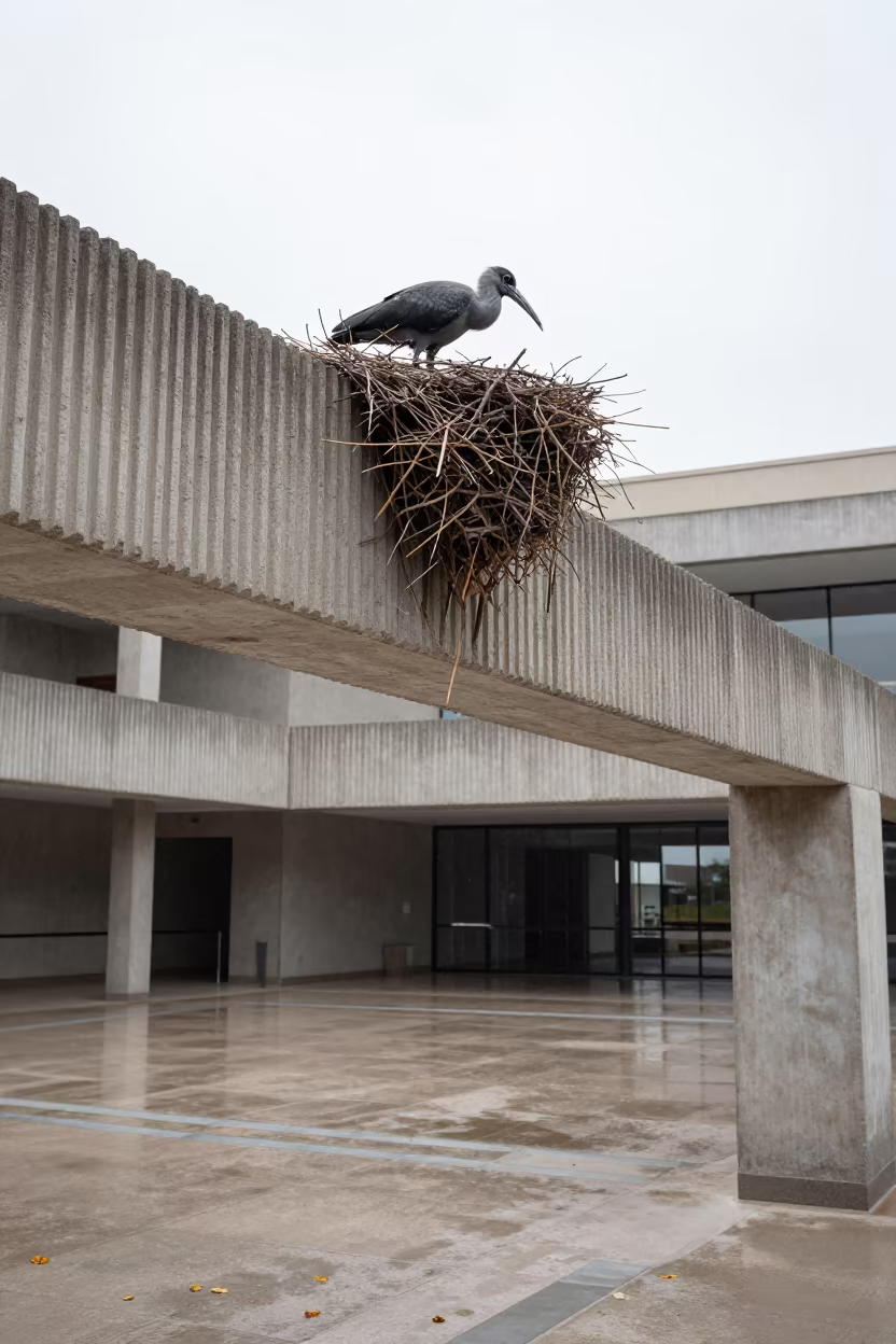 Hamerkop Bird Nesting in Concrete Lobby in inside a ribbed concrete lobby near Alexandria