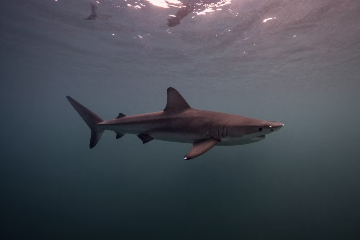 Hammerhead Shark Silhouette at Osaka Twilight in near Namba, Osaka