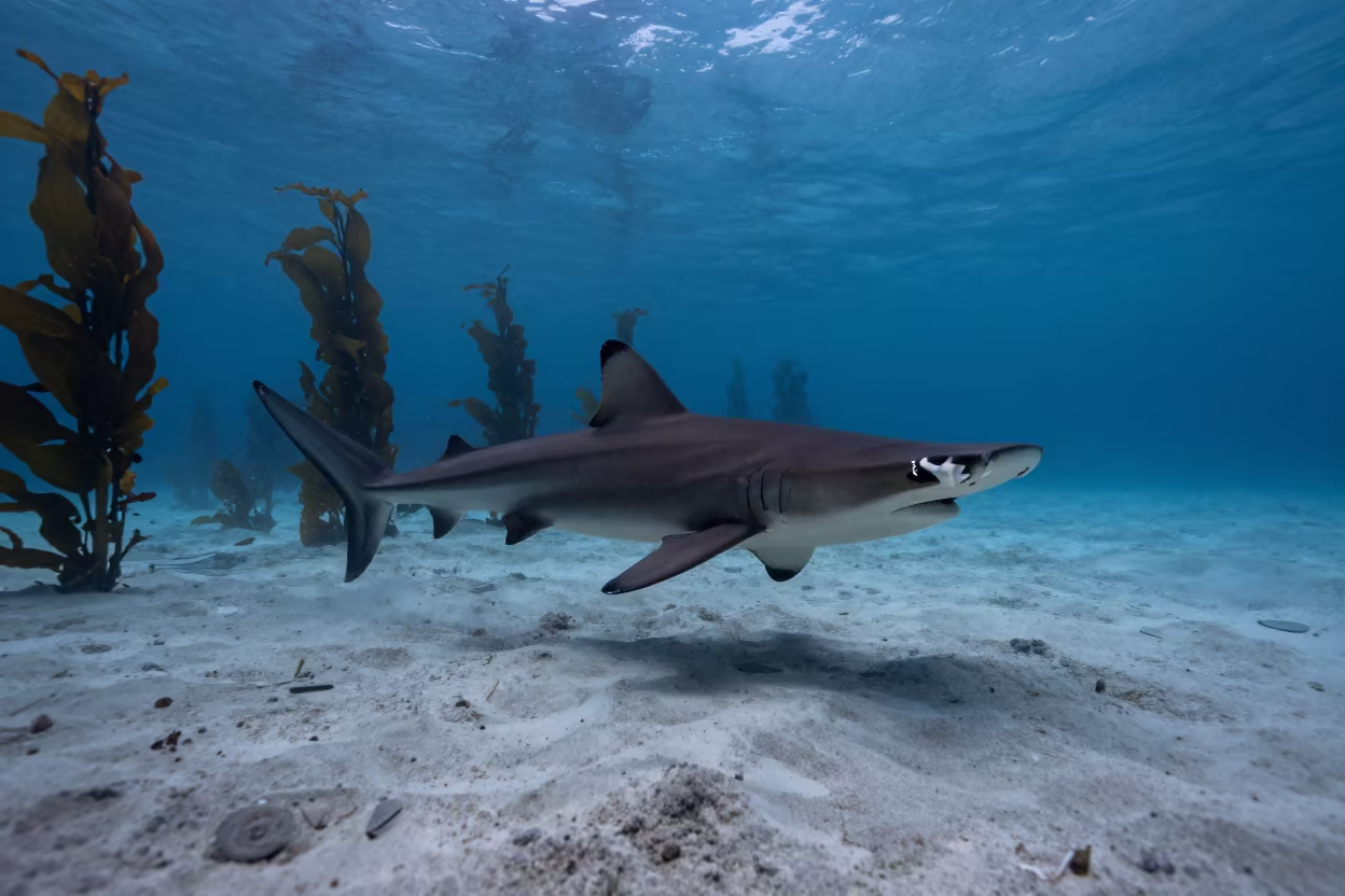 Hammerhead Shark Gliding Through Twilight Kelp Forest in through a forest of kelp fronds near Fukuoka